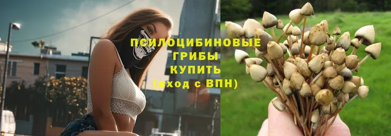 Псилоцибиновые грибы Psilocybe  где купить наркоту  OMG зеркало  Алушта 